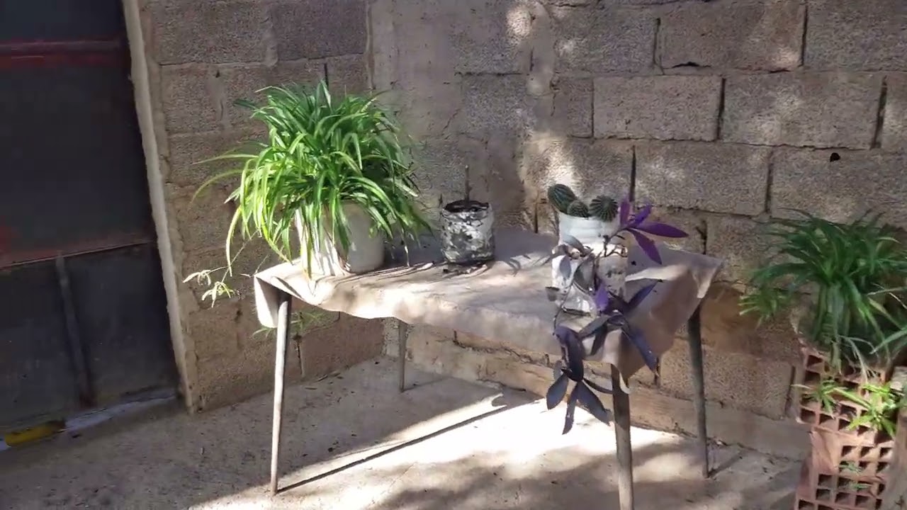الاجواء في حديقة المنزل 🐈🐱🌱🌴🌳🌲🏡🏕👍👍
