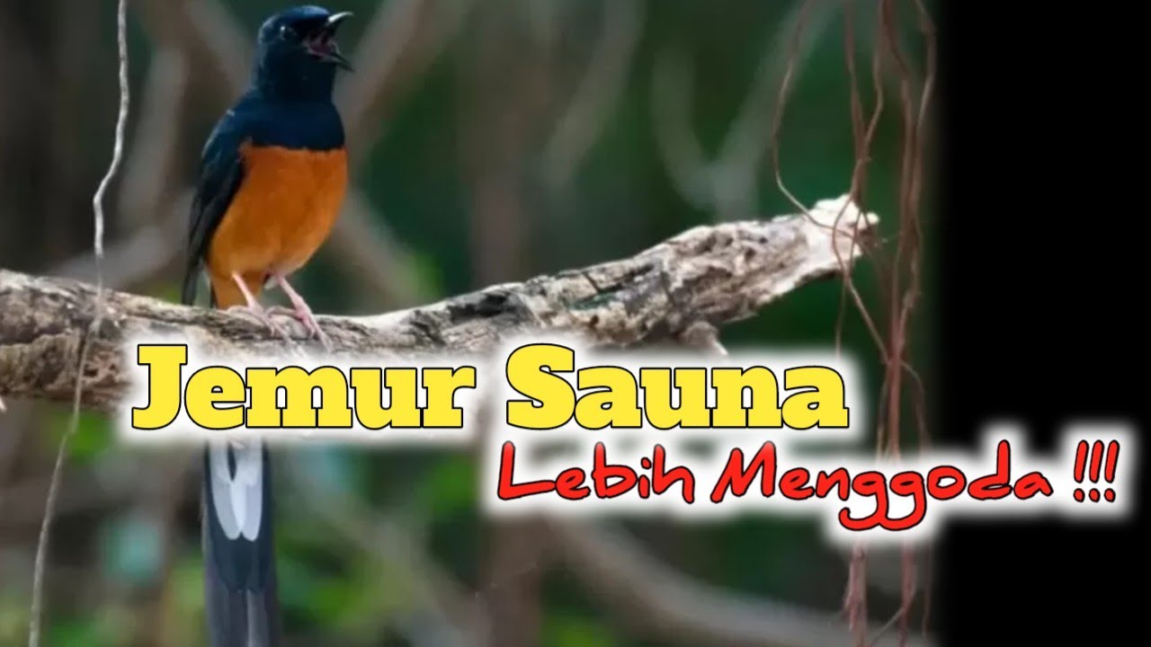 DI TUNGGU ‼️ MAU BURUNG JAGOANMU CEPAT KONDISI, IKUTI TIPS INI YA