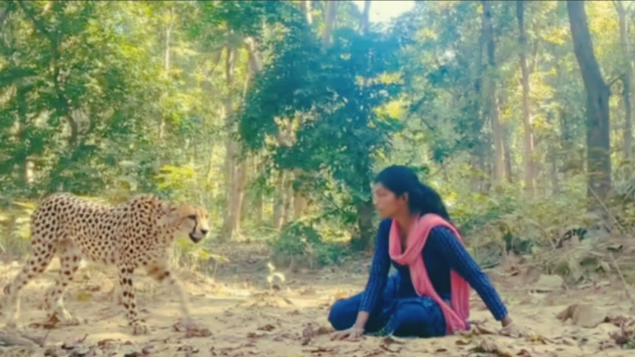 ROYAL BENGAL TIGER ATTACK ON SHEPHERD IN FOREST / JANGAL ME TIGER KA HAMAL🐯 cheetah attack..🐆😂