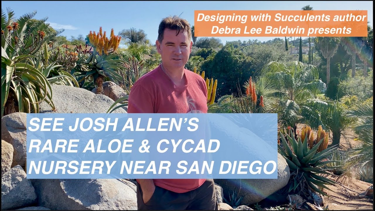 Josh Allen’s Rare Aloe & Cycad Nursery Near San Diego