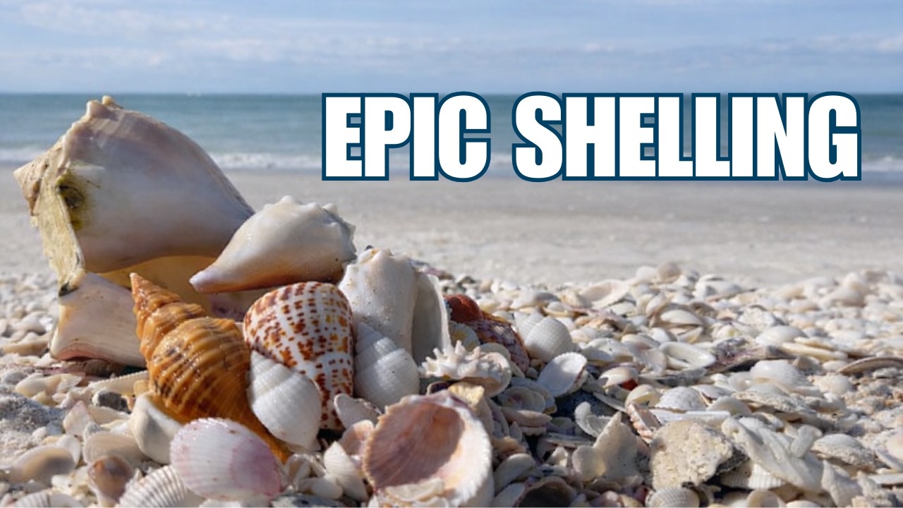 I wish all shelling days were like this! Incredible shelling on a Florida island.
