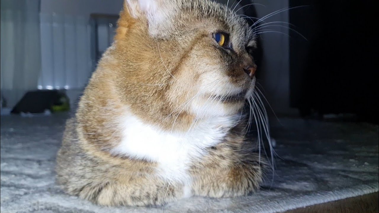 Чому котики так люблять гарячі батареї?!🐈