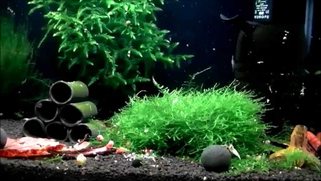 My Taiwan Bee Tank - Najładniejsze Krewetkarium