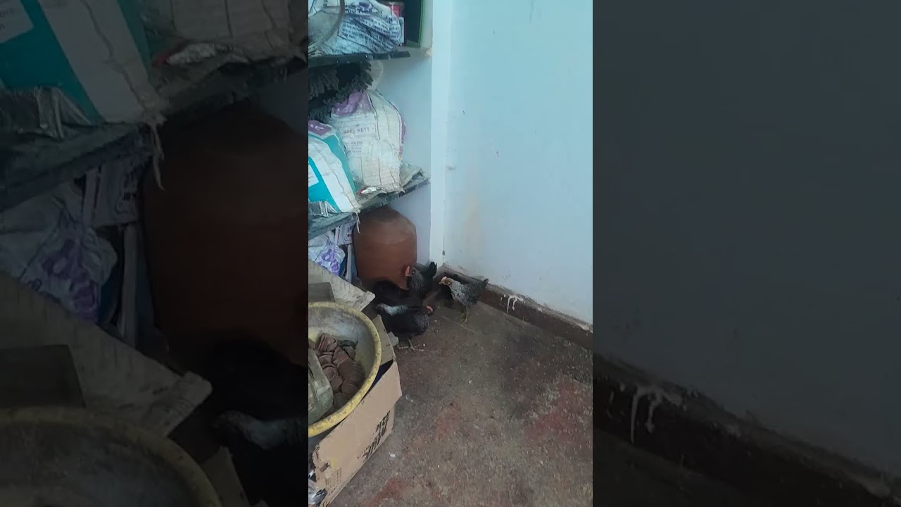 Mushal murai 6 kozhiya kaapathitom