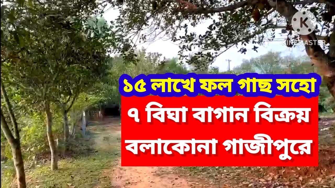 ৭ বিঘা জমি বিক্রয় কাপাসিয়া | ফল বাগান | ১৫ লাখে বিঘা | Land sale Gazipur Dhaka