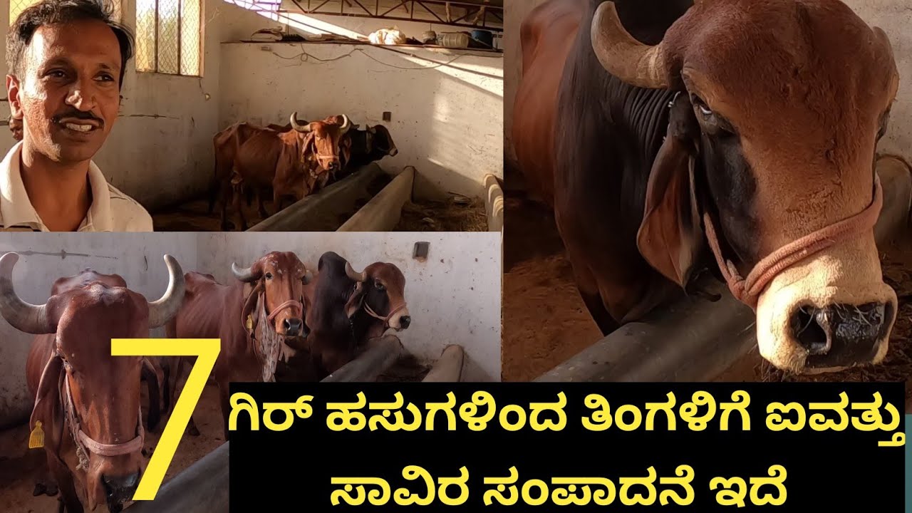7 ಗಿರ್ ಹಸುಗಳಿಂದ... ತಿಂಗಳಿಗೆ ಐವತ್ತು ಸಾವಿರ ಸಂಪಾದನೆ ಇದೆ... ಹಾಲು ಬೆಣ್ಣೆ ತುಪ್ಪ ಸಗಣಿ ಗಂಜಲ... ಹೀಗೆ ಇದರಿಂದ