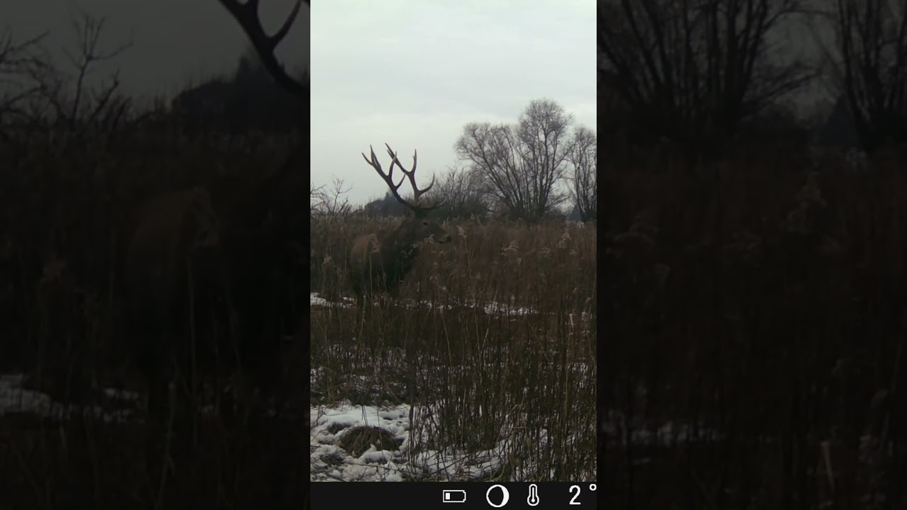#trailcam #antler #zhody #wildlife #fotopułapka #jeleń #redstag #hirschbulle #fotopasca #zrzuty