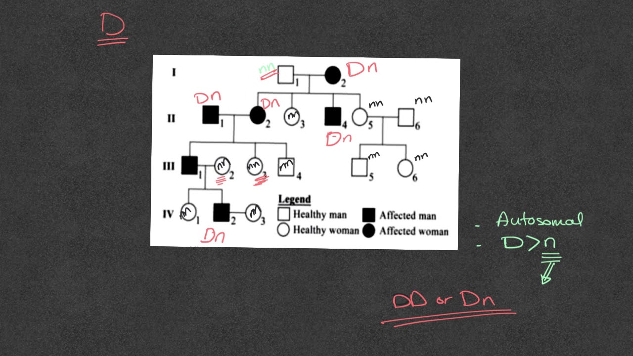 Grade 12 How to justify the genotype of an individual.