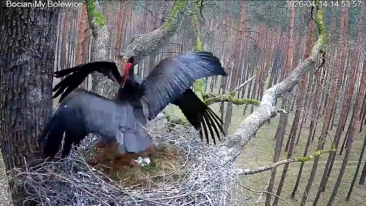 😱Intruz atakuje Skierkę‼️Bociany czarne - Bolewice, PL - 14.04.2026 Black stork Bolewice