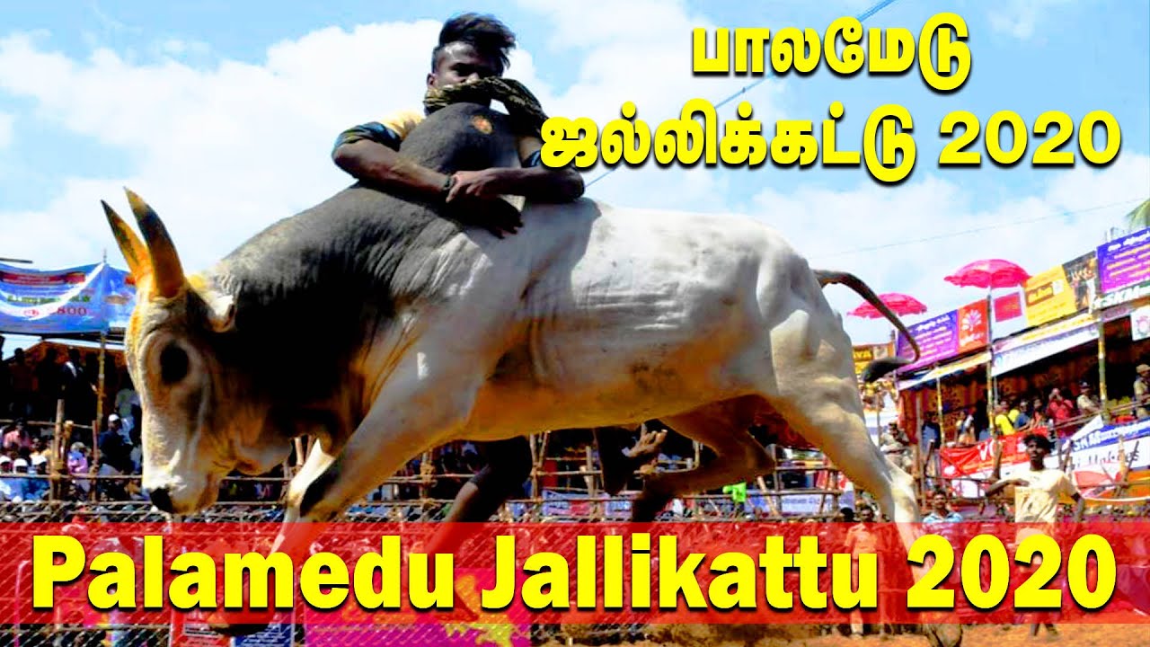 🔴LIVE: பாலமேடு ஜல்லிக்கட்டு சிறப்பு நேரலை | Palamedu Jallikattu 2020 Live | Jallikkattu Live