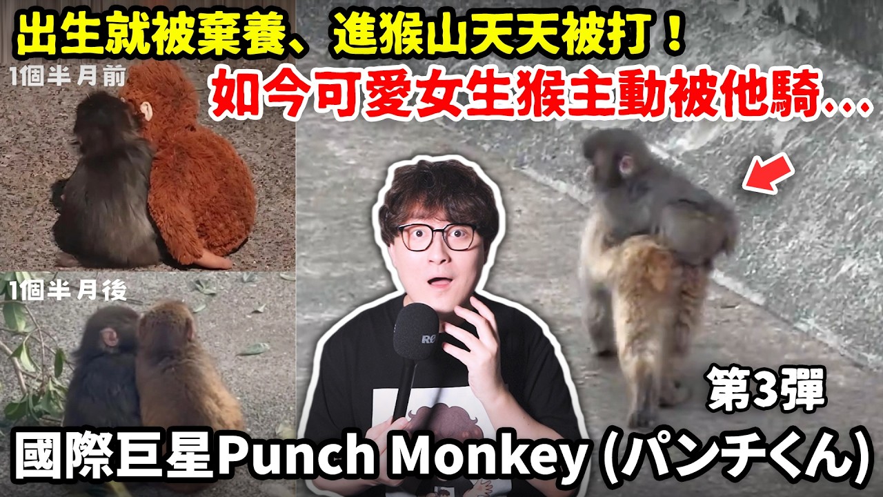 出生就被棄養、進猴山天天被打！如今可愛女生猴主動被他騎...日本Panchi君第3彈！Punch Monkey (パンチくん) 小鄭講故事