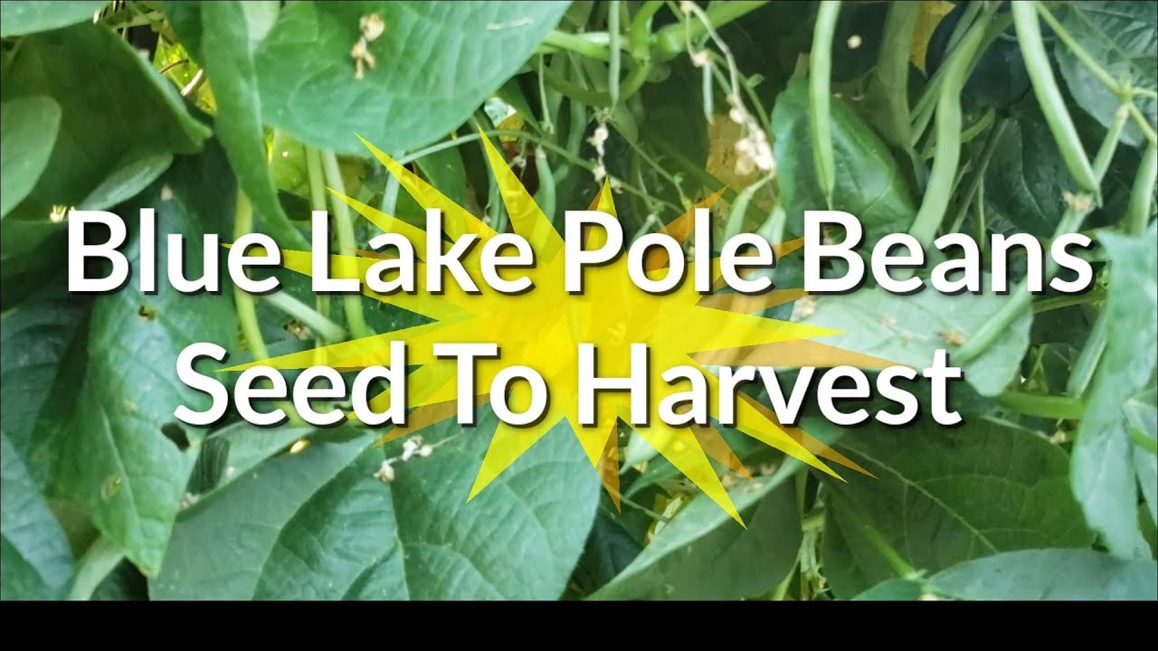 Blue Lake Pole Bean Arbor From Seed To Harvest