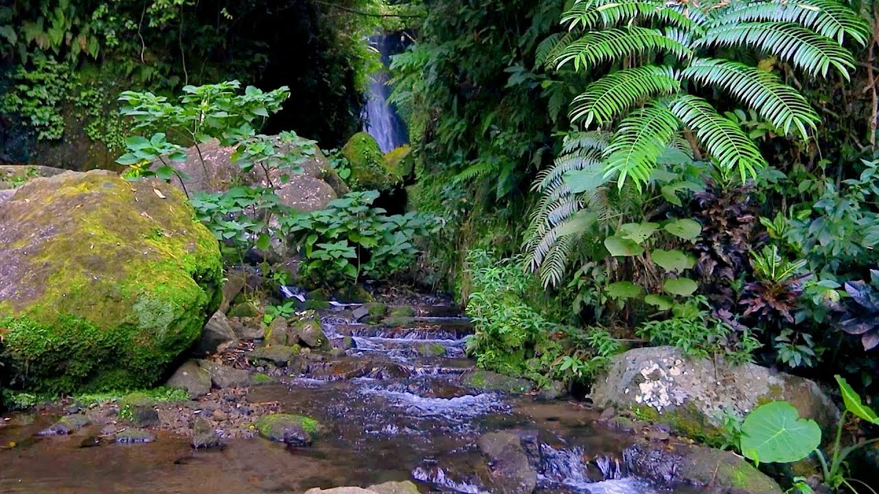 Bachrauschen & Vogelgezwitscher: Beautiful Birdsong and Calming Watersounds