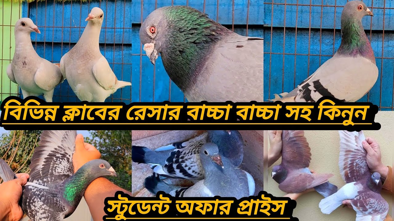 #৬০০ টাকা পিস কিনুন অরজিনাল রেসার কবুতর স্পেশাল অফার প্রাইজে টপ কোয়ালিটি রেসার কবুতর 