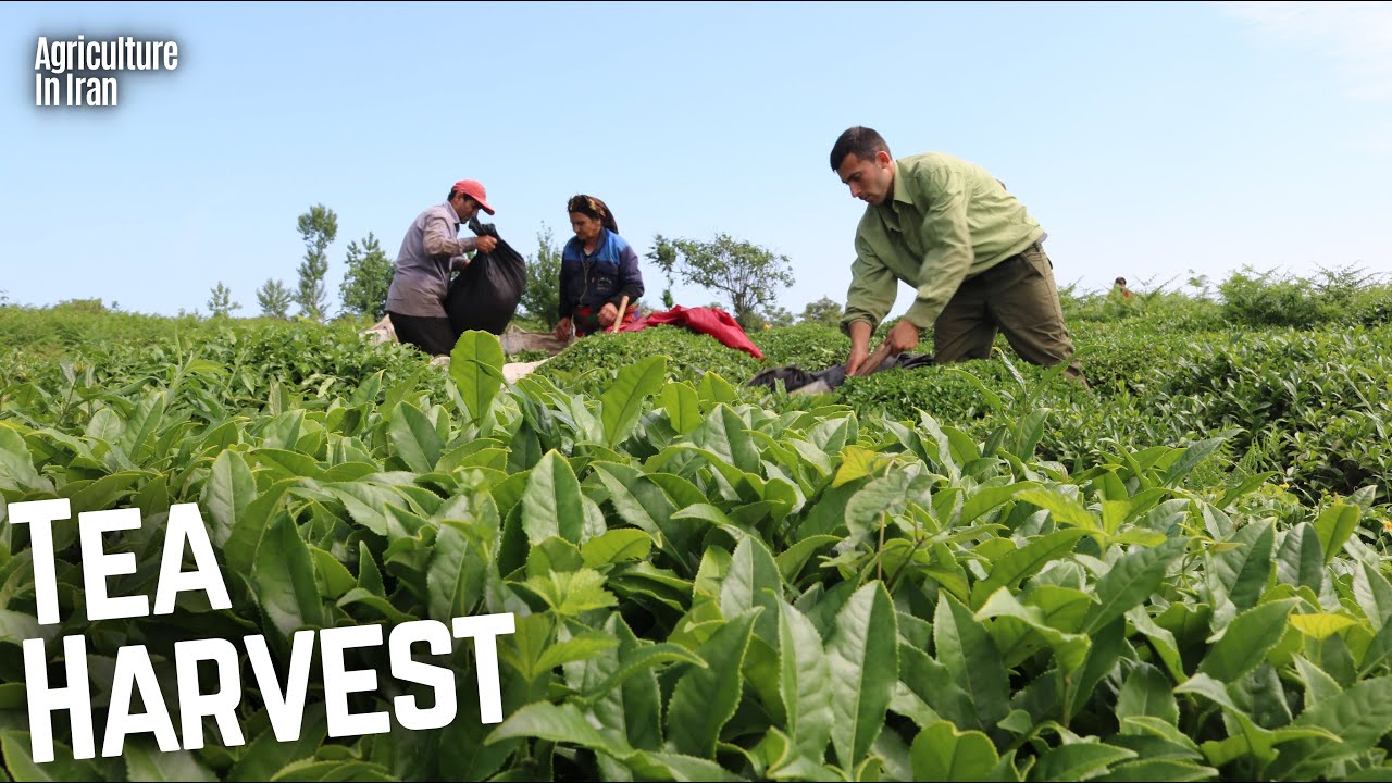 Tea Harvesting In The Amazing Plantations Of Iran