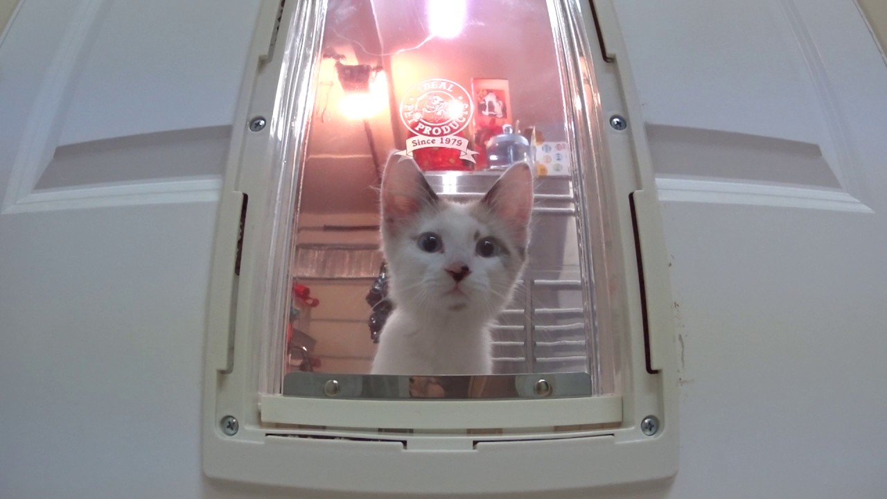 Cats using cat door for the first time