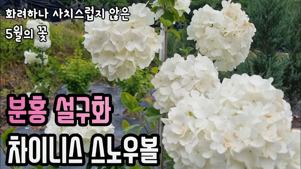 [핫-있수 6] 요즘 대세!! 몸값이 후덜덜👀분홍설구화,차이니스 스노우볼....