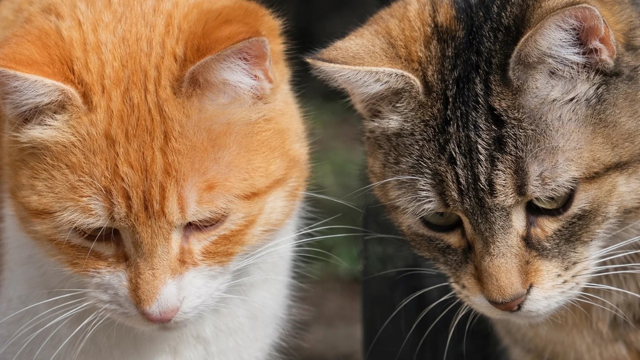 Sad Abandoned Stray Cats Looking for Someone to Trust