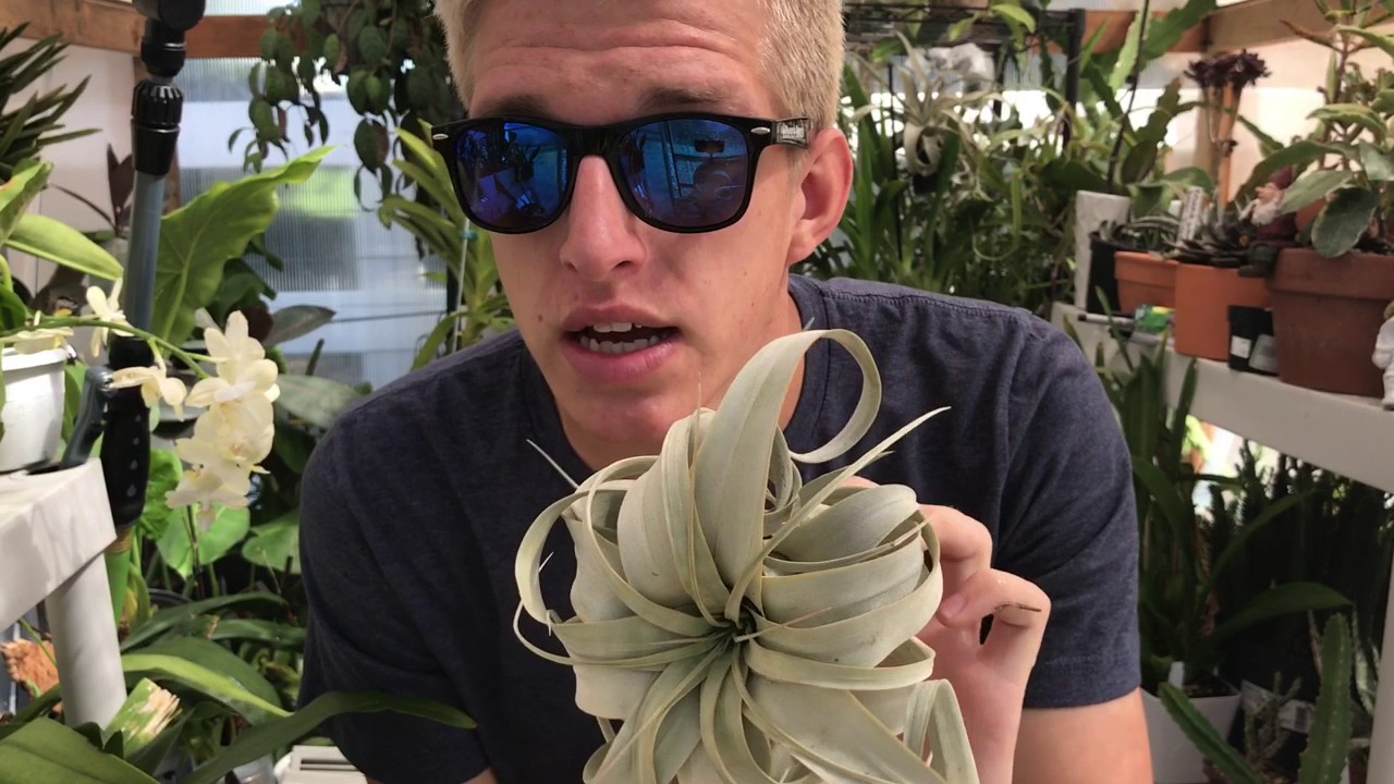 All About Air Plants!