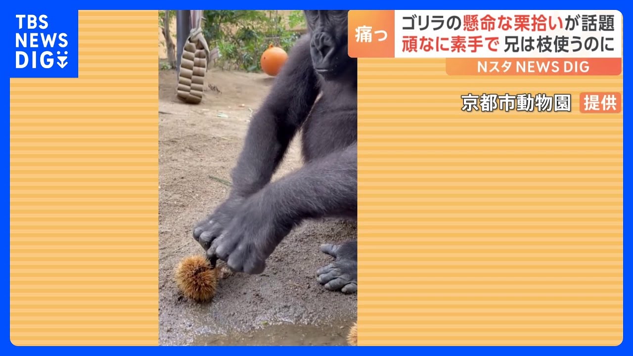 頑なに枝は使わない ゴリラの栗拾い「素手でもちゃんと食べられるもん！」｜TBS NEWS DIG