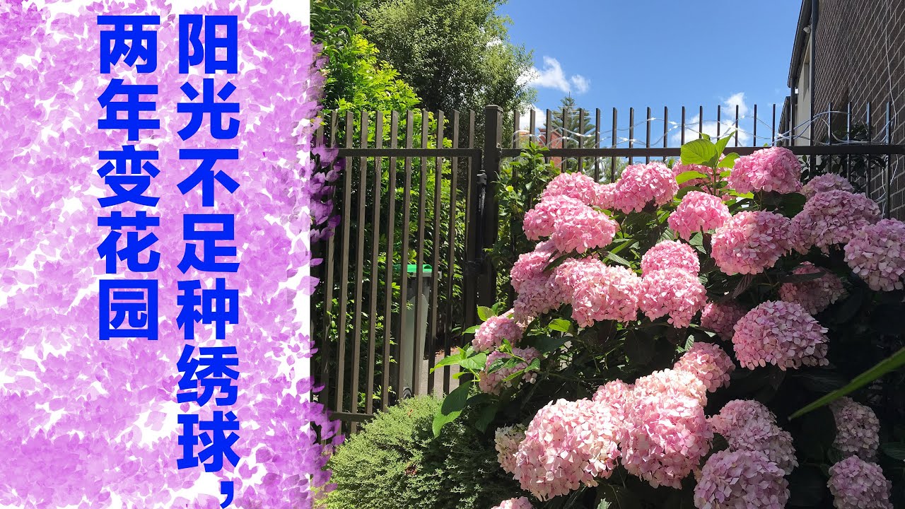 园艺篇No.10, 院子里阳光不足就种绣球吧