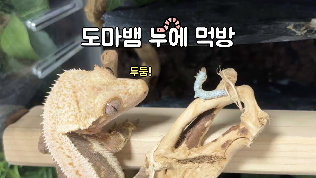 폭풍 도마뱀 누에먹방