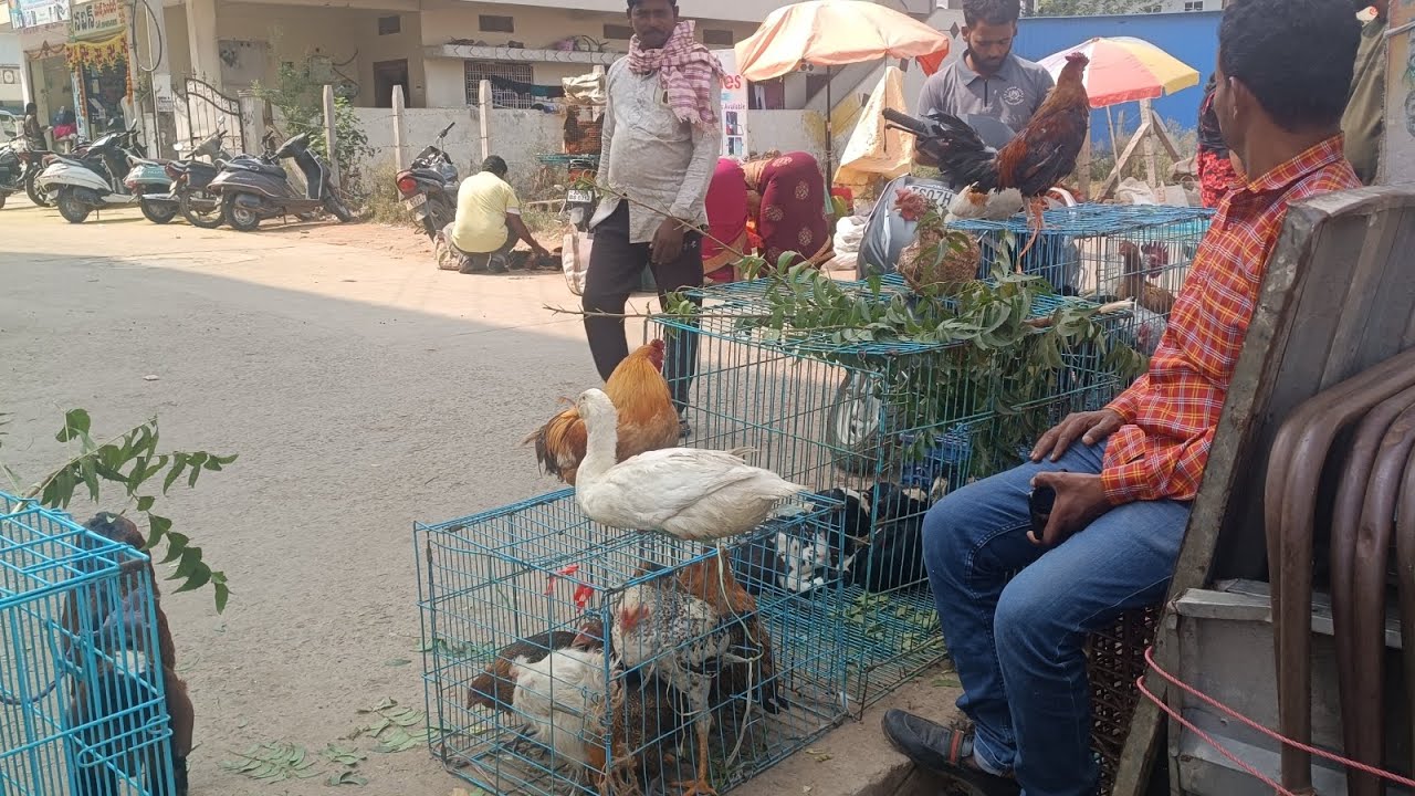 Tukkuguda Monday pets and bird market Hyderabad Telangana 11/11/2024