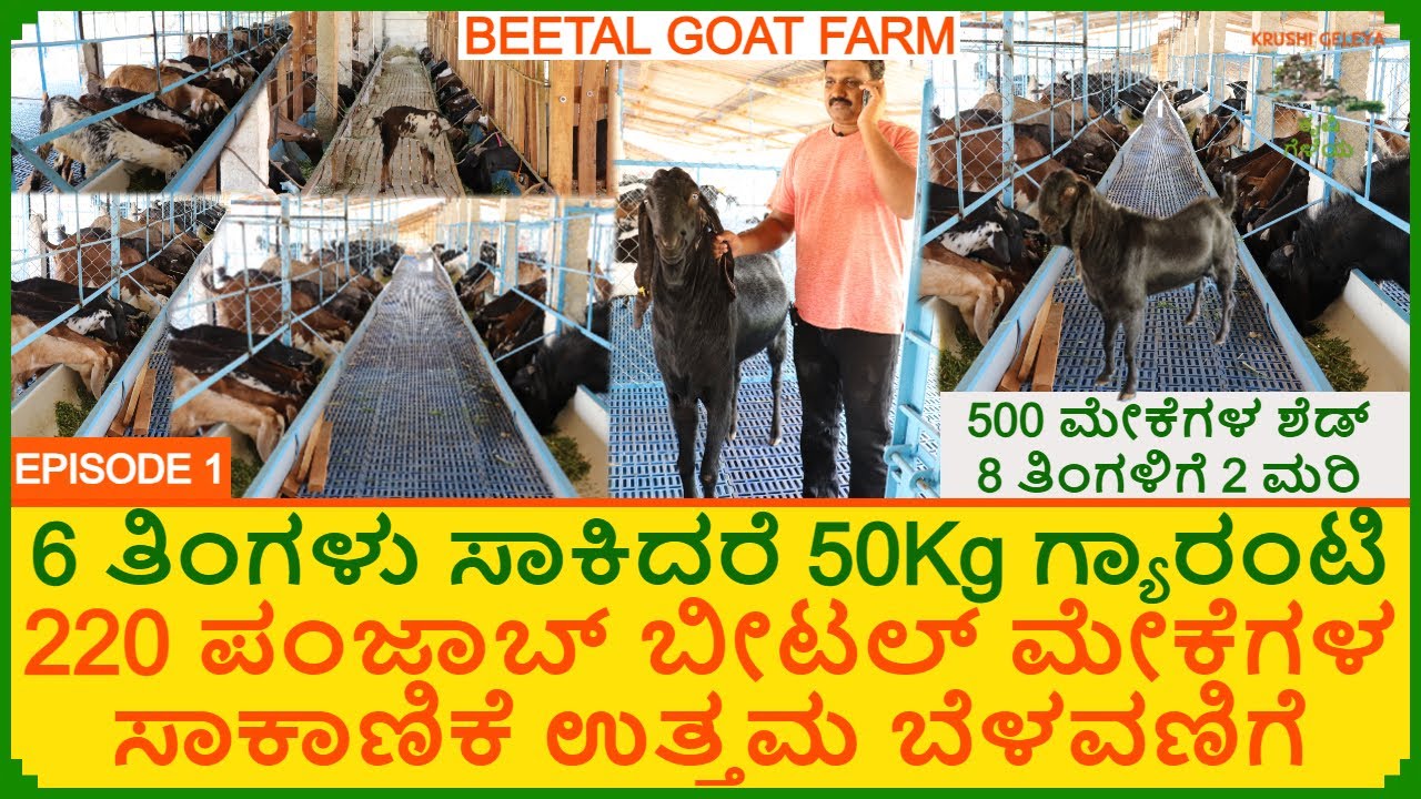 ಬೀಟಲ್ ಮೇಕೆ ಸಾಕಾಣಿಕೆ 6 ತಿಂಗಳಲ್ಲಿ 50Kg ಬೆಳವಣಿಗೆ | Punjab Beetal Goat Farm 220 ಮೇಕೆಗಳ ಬೃಹತ್ ಶೆಡ್