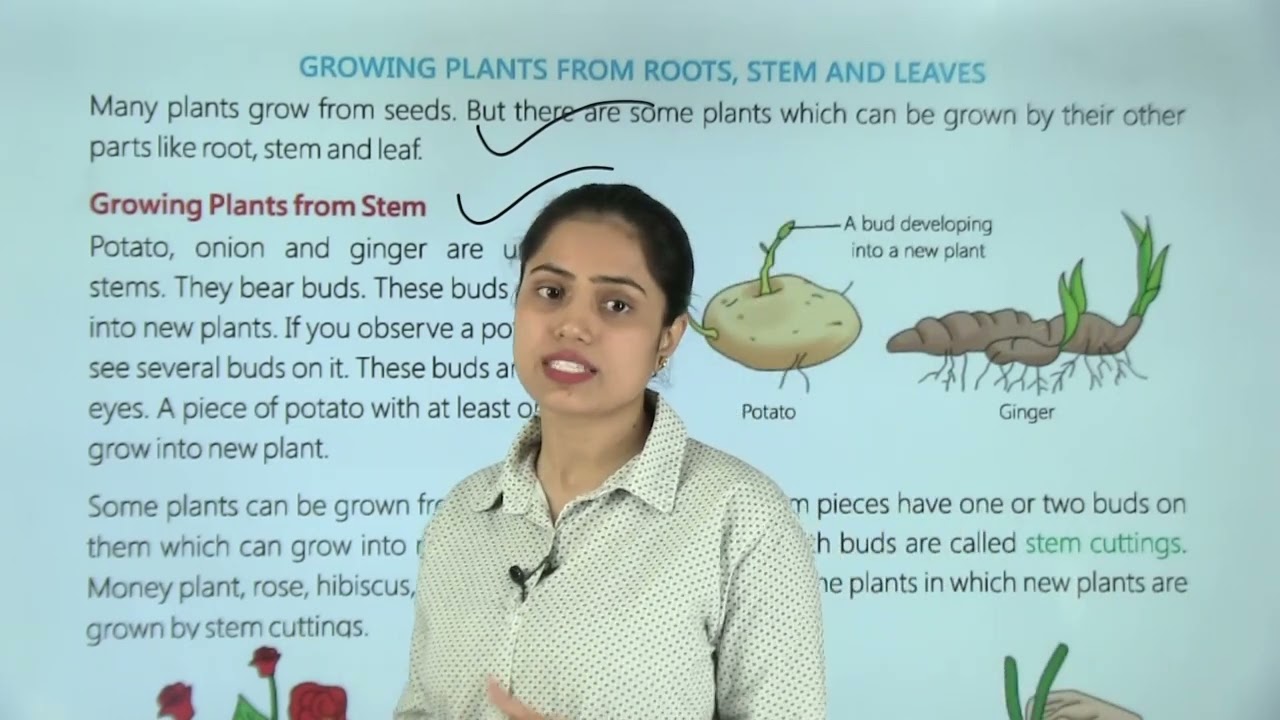 Ch 6 | Jayshree Publication | Science | Class 5 | Reproduction in Plants | For children