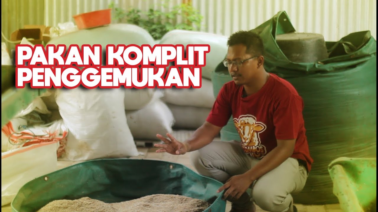 Bongkar Rahasia Pakan Komplit untuk penggemukan kambing domba di Kandank Oewang