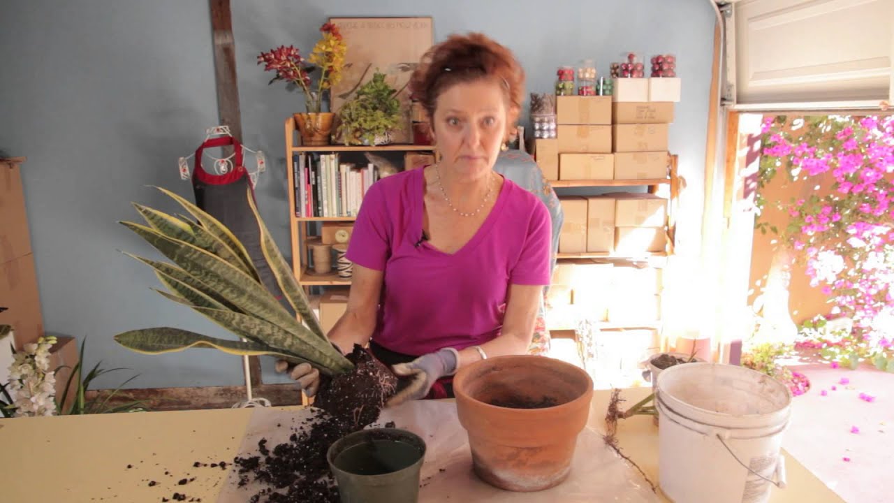 Repotting a Snake Plant : Gardening With Flowers & Succulents