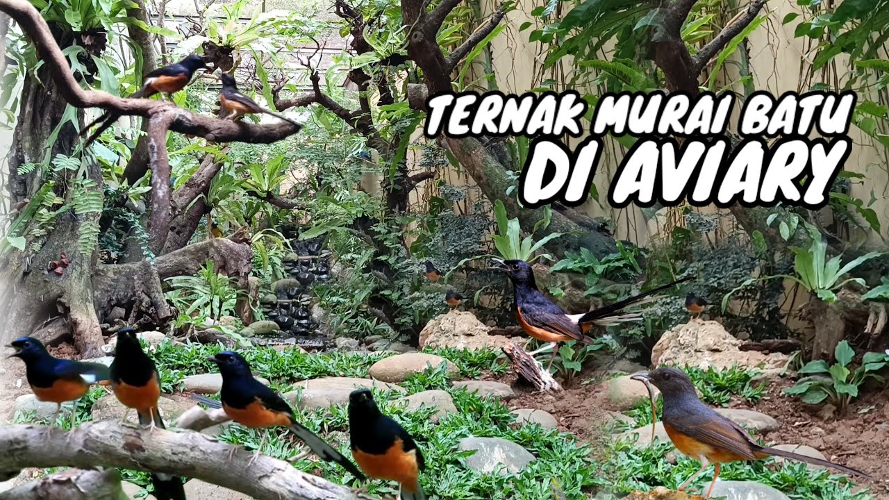 TERNAK MURAI BATU DI AVIARY MINI | Episode 54