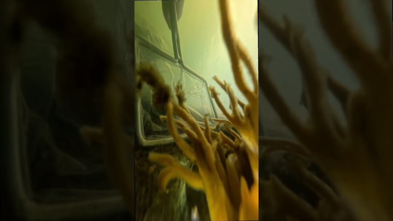 Catching WILD Aquarium Fish #aquarium #fish #viral #fishing #diving #tropical #voiceover #outdoors