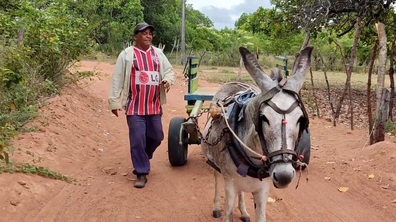 Burra muita boa na carroça