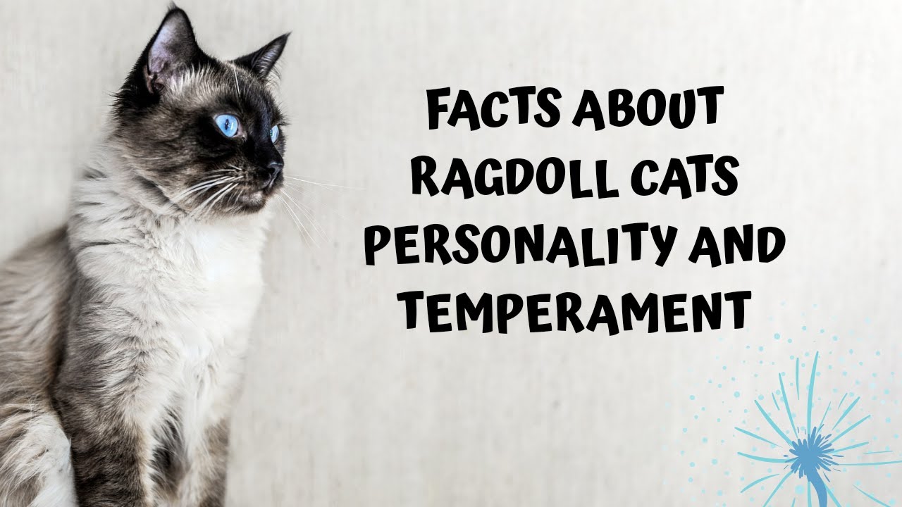 Facts about ragdoll cats personality and temperament