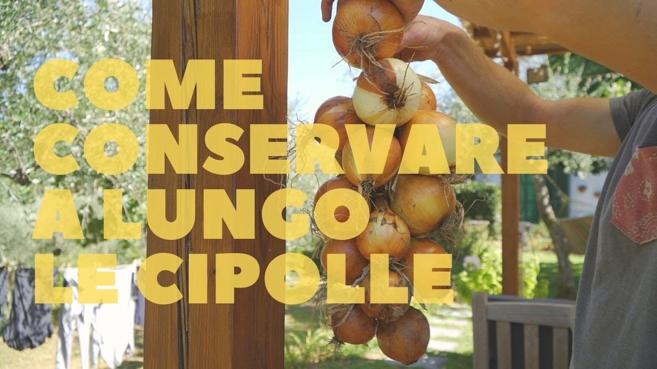 COME CONSERVO LE MIE CIPOLLE?