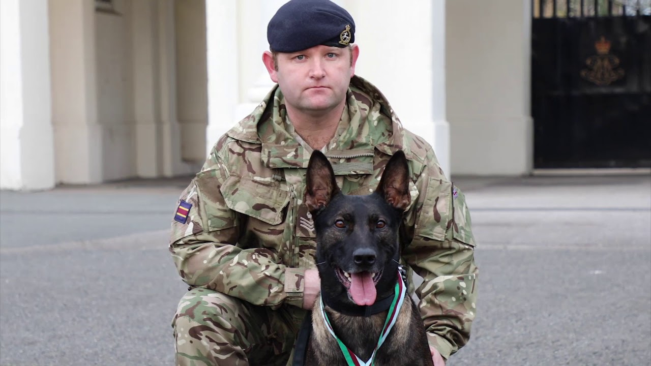 Military Dog Who Tackled al-Qaeda Insurgent Awarded Dickin Medal