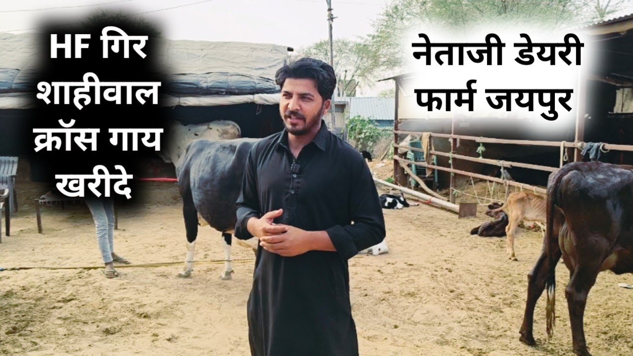 दुधारू गायों की लाइव मेला जयपुर 28 फरवरी  | जयपुर हटवाड़ा Cow Market Jaipur  जयपुर नेताजी डेरी फार्म