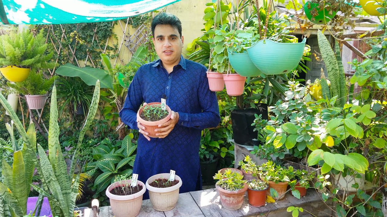 Beej Lagane Ka Kamyab Tarika | Natural Way of Seedling