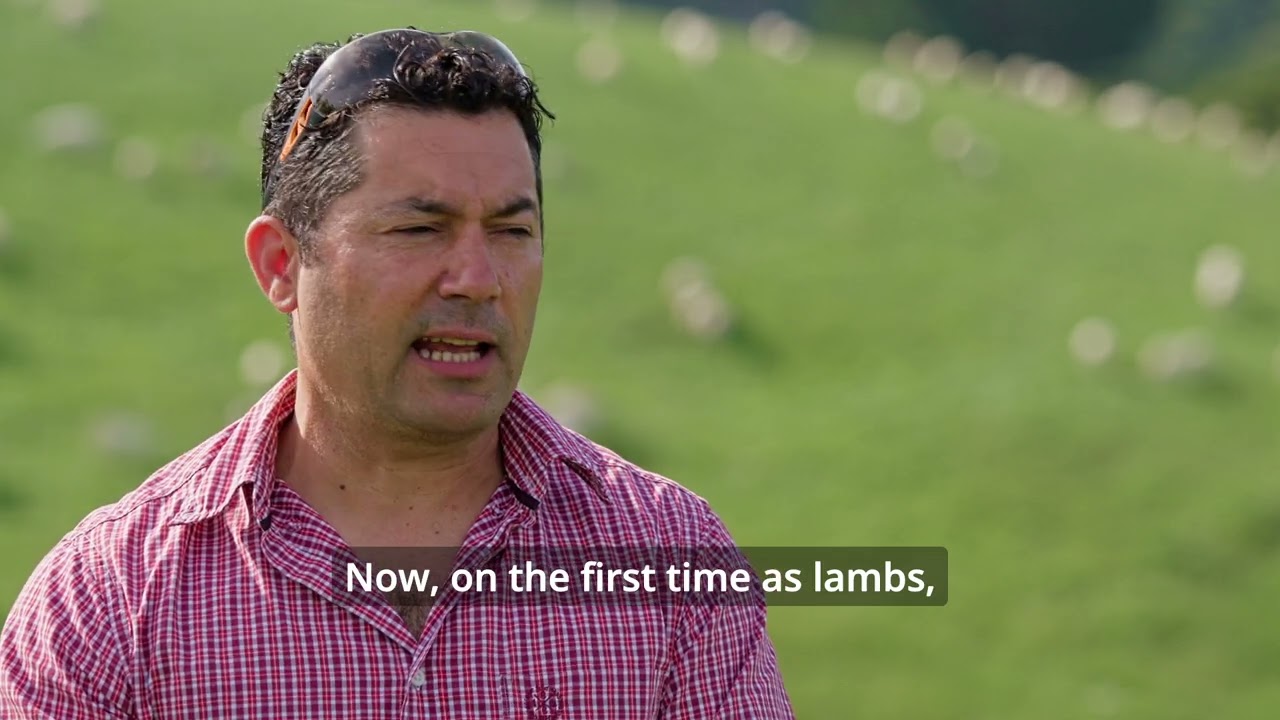 Commercial Australian White Sheep Farmer Billy Garcia on loving low imputs and easy care of AW.