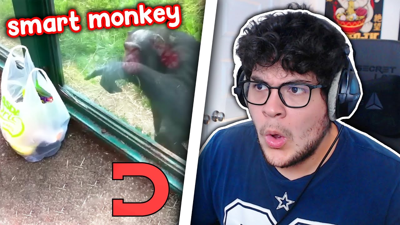 Reacting To Daily Dose Of Internet