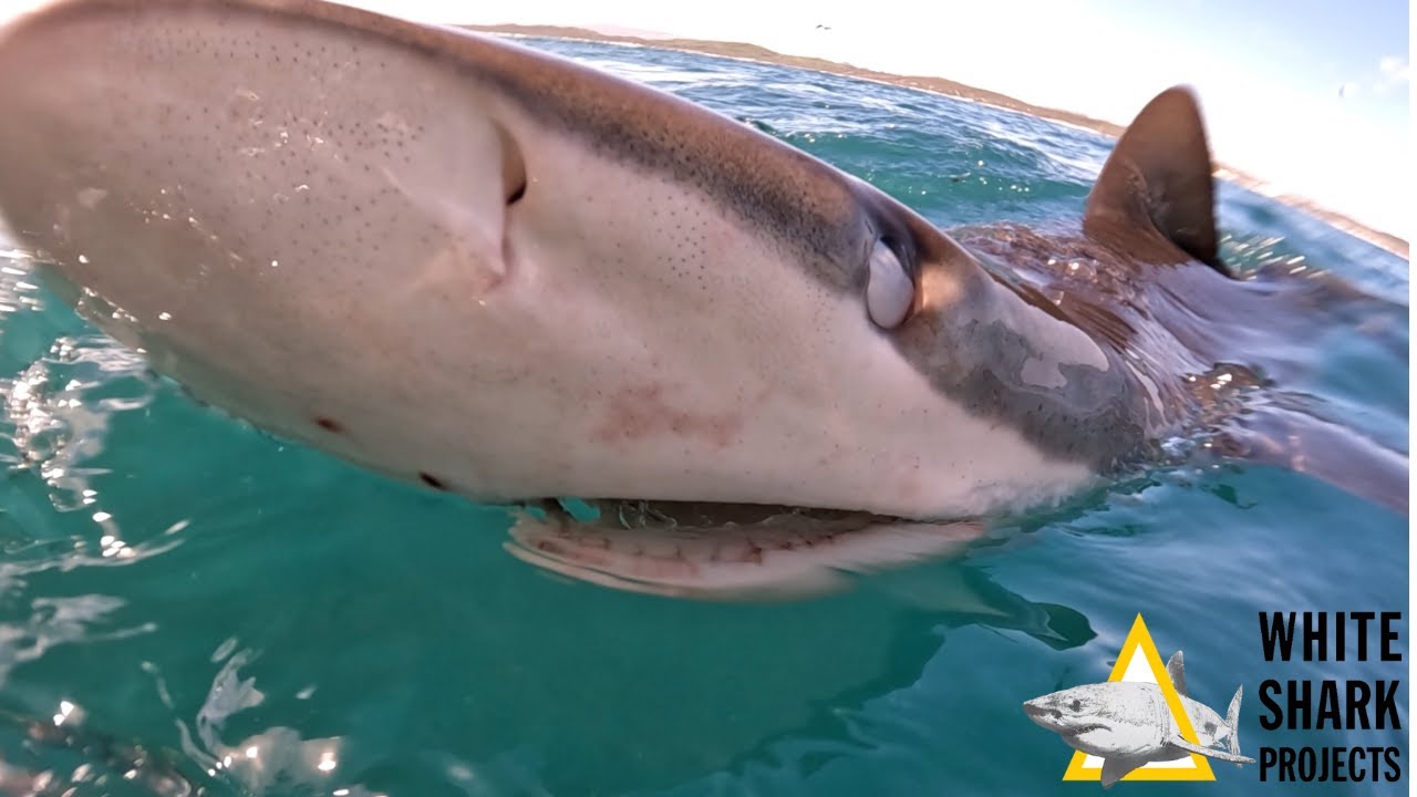 BRONZE WHALERS IN ACTION : SHARK CAGE DIVING IN GANSBAAI!!!