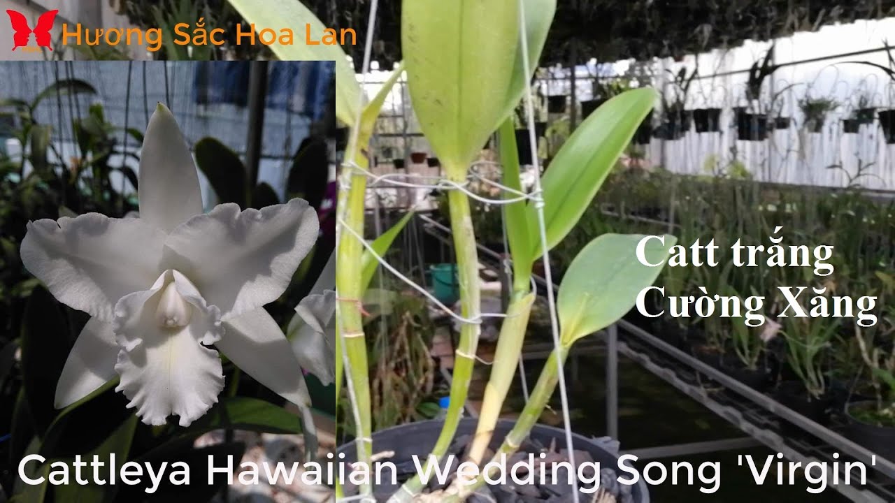 Chơi Lan phải có cây Cattleya này zalo 0903700048 #cattleya #hoalan #orchids #dendro