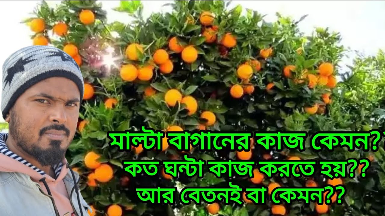 সারপ্রাসে মাল্টা বাগানের কাজ কেমন? কি কাজ? কত ঘন্টা ডিউটি? আর বেতন কত??