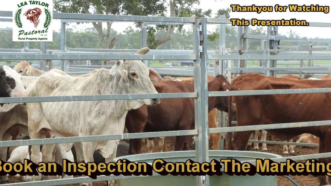 MILMAN FATTENING OPERATION SLIDESHOW HARRY