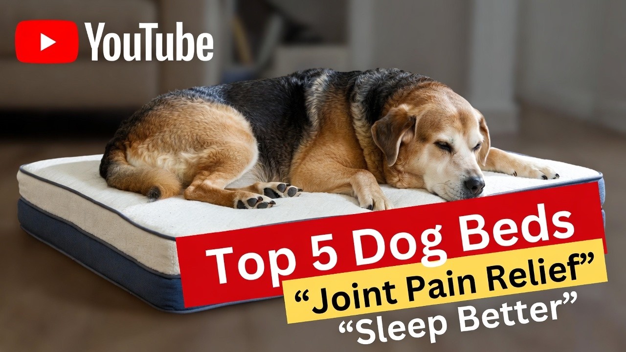Top 5 best dog bed for joint pain review (Hidden Gem) Orthopedic Comfort Buyers Need | Review 2026