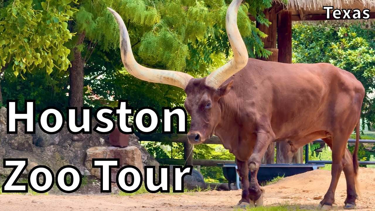 Tour of the Houston Zoo - Houston, Texas - USA