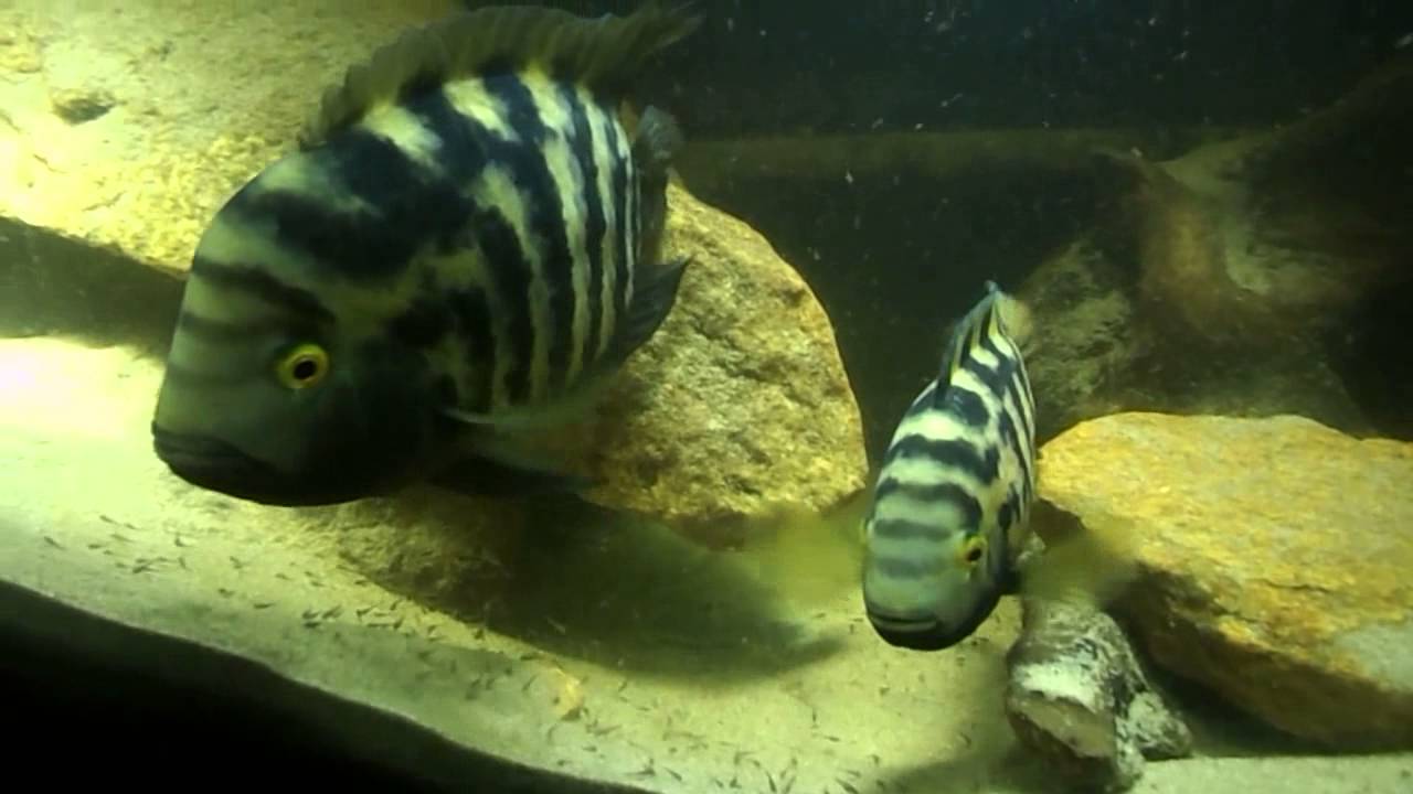 Australoheros facetus sp. Lavalleja