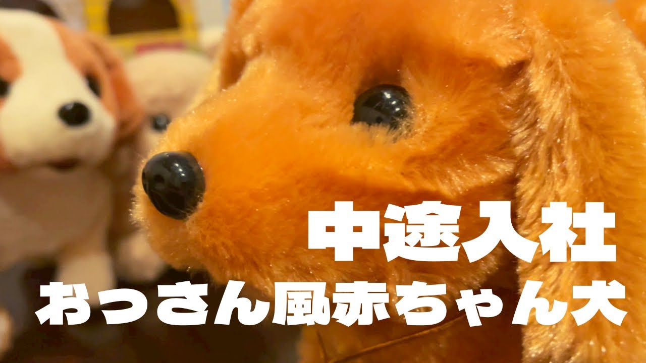 【動くおもちゃ犬】中途のおっさんみたいな赤ちゃん来た【赤ちゃんミニチュアダックスフンド】