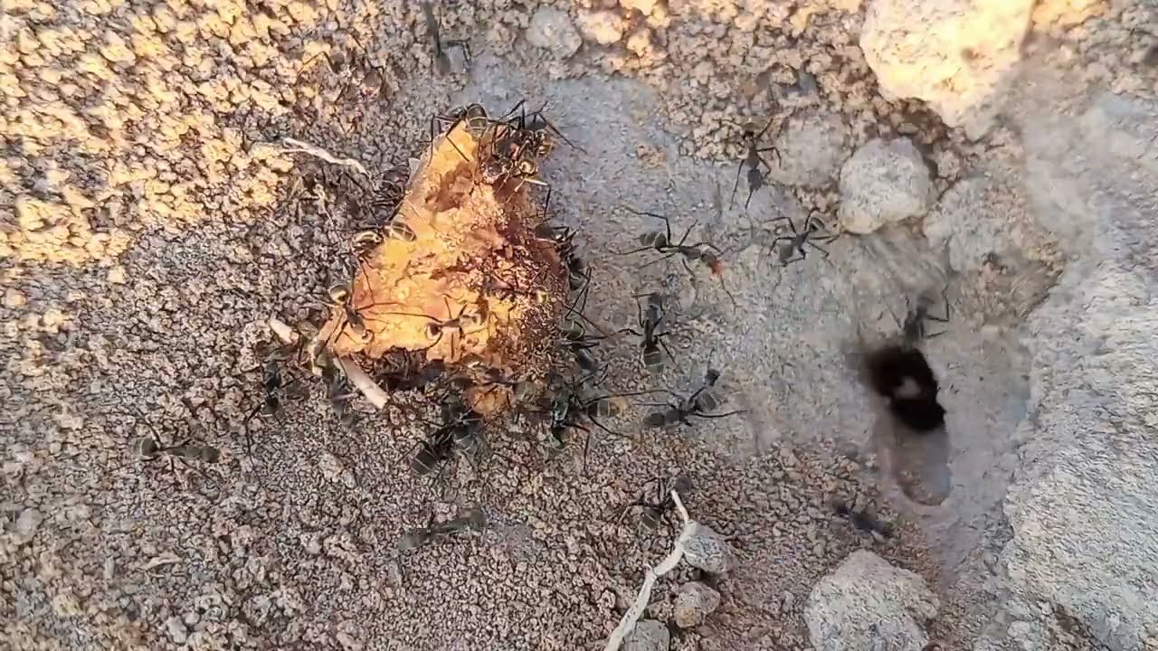 100 Carpenter Ants vs Giant Fermented Fish | Teamwork Overload